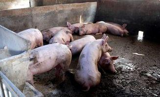 猪高烧吃生瓜好吗,猪高烧时生瓜的适宜性探讨