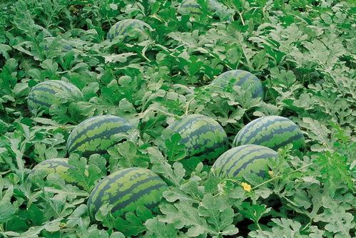 15人团建吃瓜,共享欢乐，瓜果飘香时光”