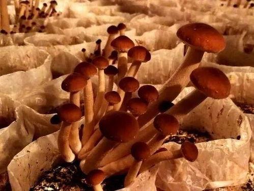 团播吃瓜,揭秘娱乐圈幕后故事