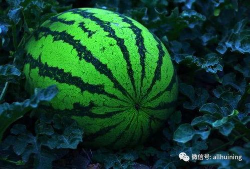 吃瓜童年趣事,那些难忘的吃瓜时光