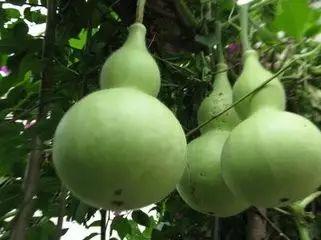 吃瓜吃还没成熟的瓜,揭秘吃瓜群众的“尝鲜”之旅