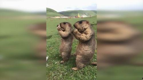 草原吃瓜群众图片