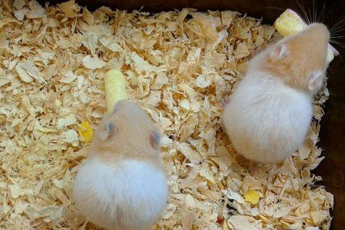 仓鼠可以吃葛瓜