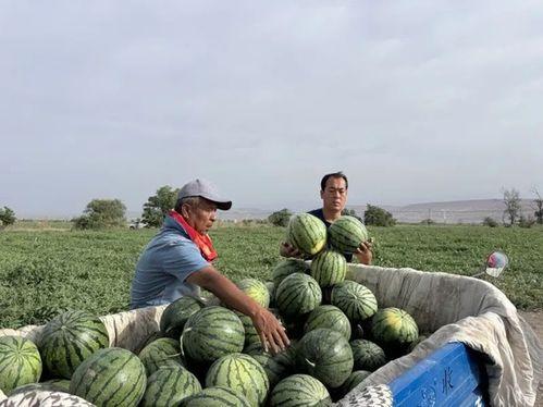 一方天涯吃瓜,揭秘吃瓜群众的狂欢盛宴